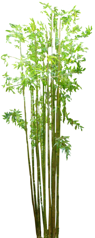 Free Download Bamboo Png Images PNG images