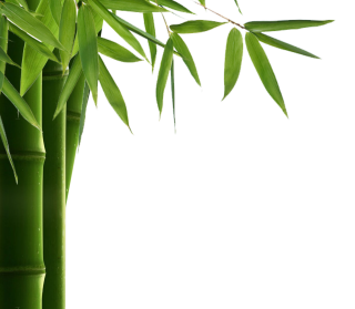 Download For Free Bamboo Png In High Resolution PNG images