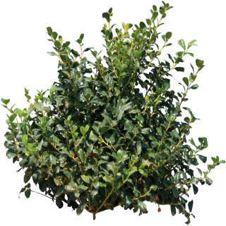Bushes Tree Png PNG images