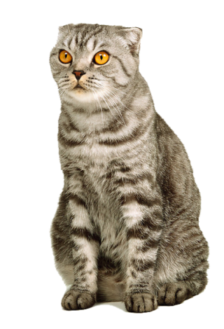 Sitting Cat Png PNG images