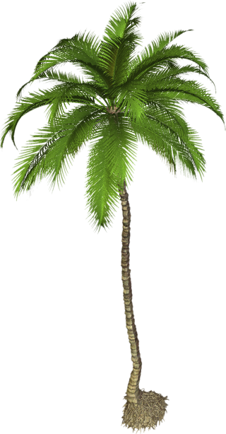 Best Coconut Tree Png Palm Clipart PNG images