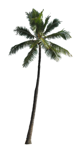 Coconut Palm Tree PNG Image PNG images