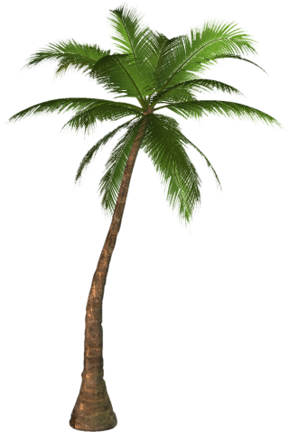 Hd Coconut Tree Png Transparent Background PNG images