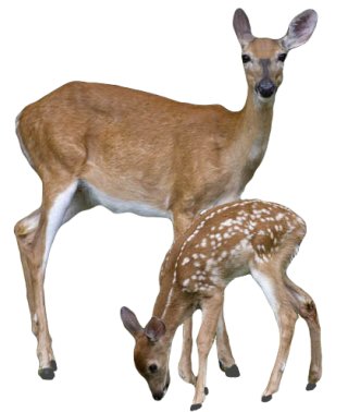 High Resolution Deer Png Clipart PNG images