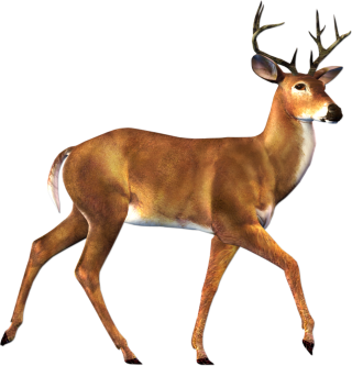 Free Download Of Deer Icon Clipart PNG images