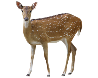 Deer Background Transparent PNG images