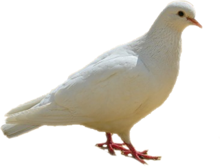 Dove, Birds, White Png PNG images
