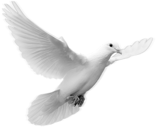 Dove Images Png PNG images