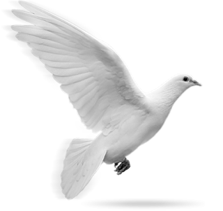 Dove In Flight Png PNG images