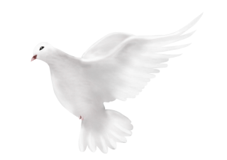 Dove Peace Png PNG images