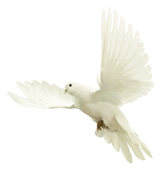 Dove Png PNG images