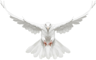 Dove Png PNG images