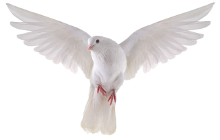 Dove Png Picture PNG images