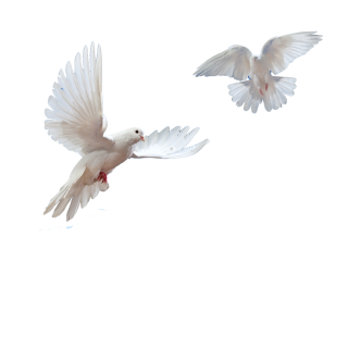 Doves Flying In Sky Png PNG images
