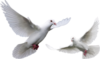 Doves Png PNG images
