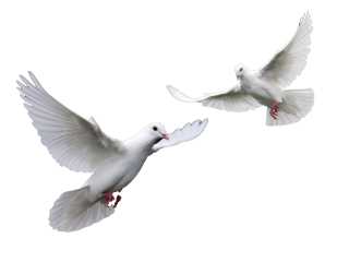 Doves Wedding Doves Png PNG images