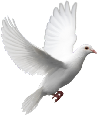 Flying Dove Png PNG images