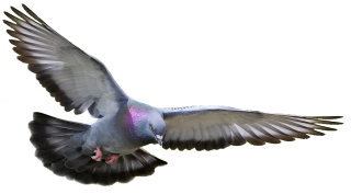 Pigeon, Dove PNG Transparent PNG images