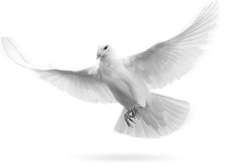 Simple Dove Png Pictures PNG images