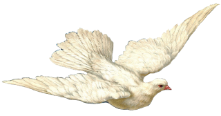 Swallow And Dove PNG PNG images