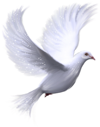 White Dove Background Design PNG images