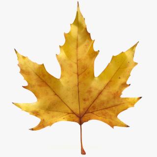 Fall Leaf Icon 3d Model Realistic Autumn PNG images