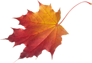 Falling Leaves Transparent Photo PNG images