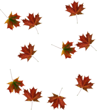 Picture PNG Falling Leaves PNG images
