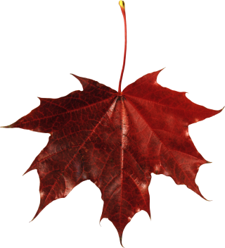 Free Falling Leaves Download Vector Png PNG images