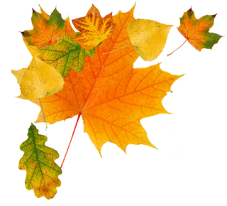Falling Leaves PNG HD PNG images