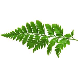 Fern Leaf Png PNG images