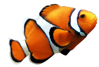 Fish Png PNG images