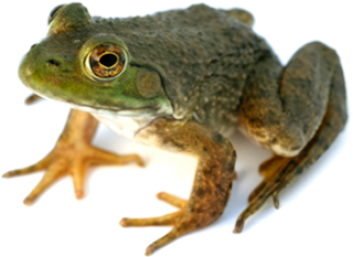 Frog PNG Picture PNG images