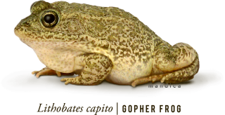Gopher Frog PNG PNG images