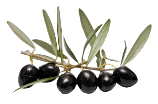 Olive Leaf Png PNG images