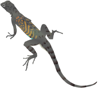 Gecko, Iguana, Lizard, Reptile, Salamander Icon PNG images