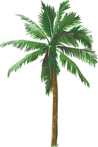 Beautiful Palm Tree Png Clipart Image PNG images