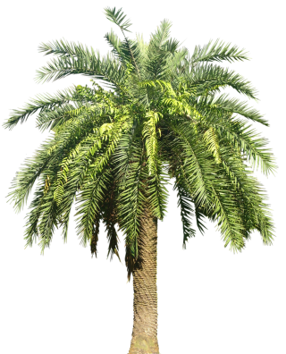 Palm Plant Png Image PNG images