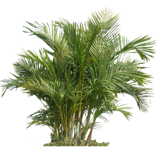 Palm Plant Png The Areca Palm PNG images