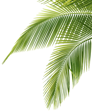 Palm Tree Leaf Png PNG images