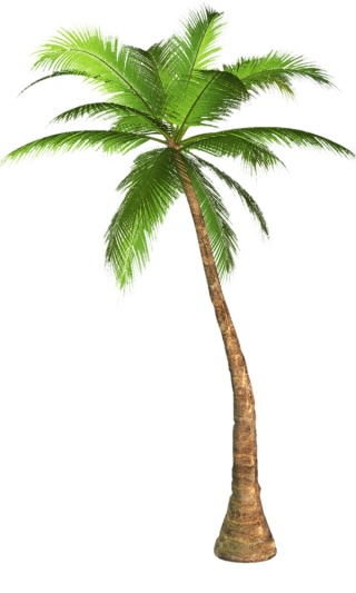 Palm Tree Transparent Background Image PNG images