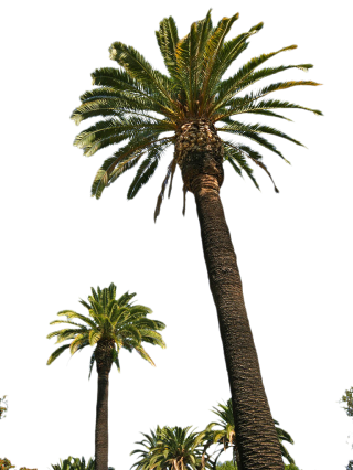 Palm Trees Hd PNG PNG images