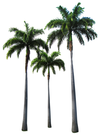 Palm Trees Transparent Hd Png PNG images