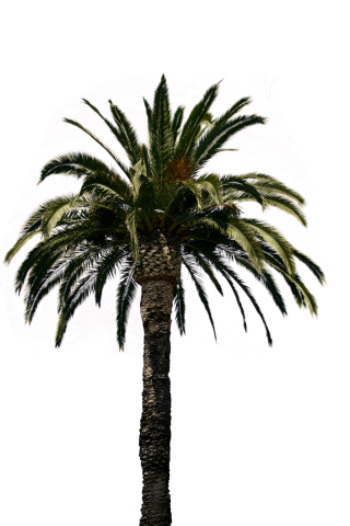Real Palm Tree Transparent Png PNG images