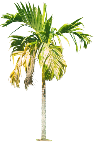 Royal Palm Tree Hd Png PNG images