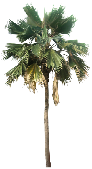Transparent Palm Tree Great Looking Desert Plants Png Image PNG images