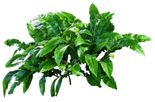 Green Plants Png Transparent PNG images