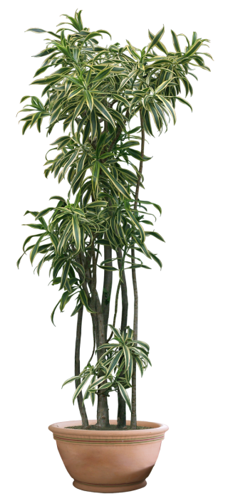 Plant Png Clipart PNG images