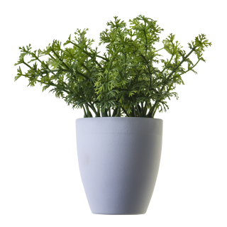 Plant Png Image, Potted Flower PNG images