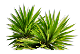 Png Plants Nature PNG images
